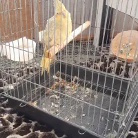 عروس هلندی ماده