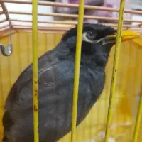 مرغ مینای تخمگذار اهلی