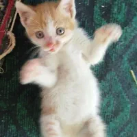 واگذاری گربه زیبا بازیگوش