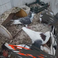 کفتر یا کبوتر ساده افشون