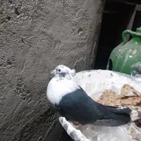 ستا حیونم رفته