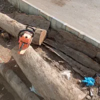 قطع درختان با اره بنزینی