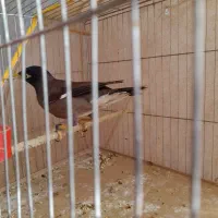 مرغ مینا|پرنده|کرمان, |دیوار