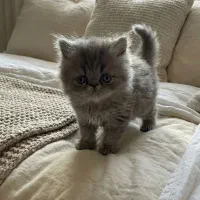 بریتیش پرشین بلو