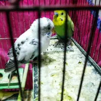 مرغ عشق|پرنده|زنجان, |دیوار