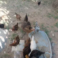 تعدادی جوجه سالم و سرحال به فروش می رسد