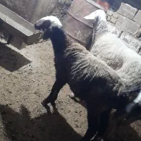 یک عدد گوسفند بره دار ویک ماده شیشک جنس|حیوانات مزرعه|مینودشت, |دیوار