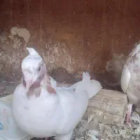 یک جفت مخلفه ماهرو