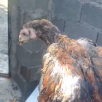 چهارتا جوجه لار