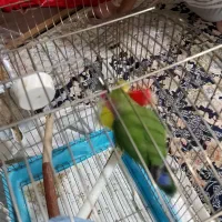 طوطی برزیلی جوجه شش ماه یکیشون صحبت می کنه