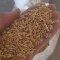 گندم دامی|حیوانات مزرعه|داران, |دیوار