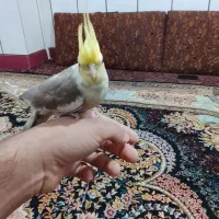 عروس هلندی ماده کامل دستی سخنگو