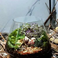 فروش تراریوم