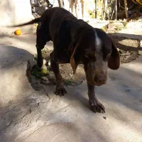 سگ گمشده|حیوانات|کلاله, |دیوار