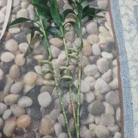 بامبو  مصنوعی خارجی