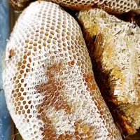 عسل کوهی اصل