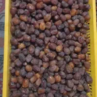 خر مای مرداسنگ