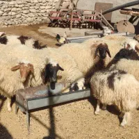 بره نرپروار