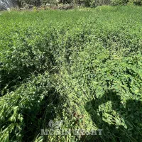 بذریونجه رنجرامریکا