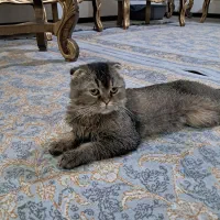 واگذاری گربه اسکاتیش فولد نر ۲سال ونیم