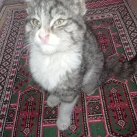 دختر 4ماهه خونگی اهلی