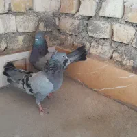 نروماده سبزاصفهانی|پرنده|حبیب آباد, |دیوار