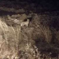 15کیلو بزر یونجه