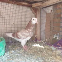 کفترتعداد۶طوق مفلق و بالغ پرشی|پرنده|فولادشهر, A4|دیوار