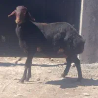 قصاب|خدمات پذیرایی، مراسم|چهاردانگه (تهران), |دیوار