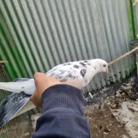 چینی دم سبز ماده