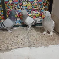 پنج عدد کبوتر گوگ اصل|پرنده|باشت, |دیوار