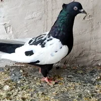 کبوترسینه سیاه