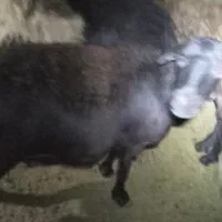 خرید و فروش|حیوانات مزرعه|صائین قلعه, |دیوار