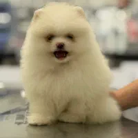 پامرانین|سگ|تبریز, |دیوار