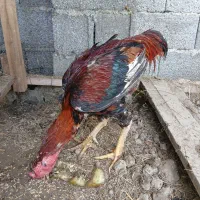 خروس و مرغ لاری