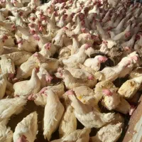 مرغ تخم گذار سالم سرحال