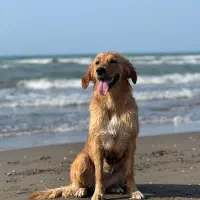 سگ گلدن ماده