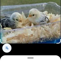 جوجه های زینتی وتخم مرغ های زینتی نطفه دار|حیوانات مزرعه|لاهیجان, گلستان|دیوار