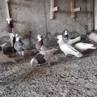 ۲۰عدد کفترطوقی|پرنده|شیراز, حجت آباد|دیوار