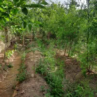 باغ-زمین-باغچه