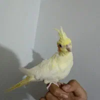 عروس هلندی|پرنده|احمدآبادمستوفی, |دیوار