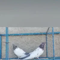 کبوتر|پرنده|رزن, |دیوار