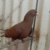 یه جفت سرخ|پرنده|قزوین, |دیوار