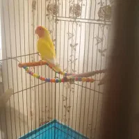 طوطی کوتله برزیلی صورت هلویی