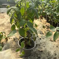 نهال اصل بلوبری و رزبری  میوه‌ دهی عالی و مقاوم|گل و گیاه طبیعی|قائم‌شهر, |دیوار