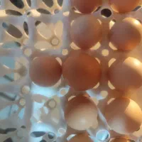 تخم مرغ نطفه دار  لوهمن آلمانی اصل