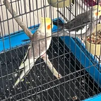 عروس هلندی جفت مولد