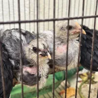 فروش فوری جوجه محلی گلین طوسی