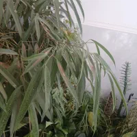 گلهای طبیعی|گل و گیاه طبیعی|شازند, |دیوار