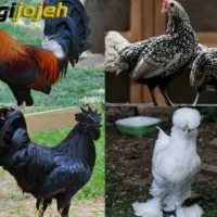 مرغ خونی رفع بلا قربانی به همراه دعا و ذبح رایگان